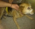 Ξάνθη: Έσωσαν τον σκύλο από γκρεμό βάθους 70 μέτρων